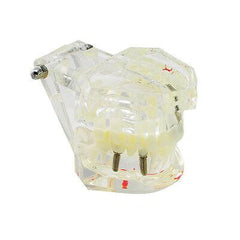 Dental Implant Teaching Model with Restoration & Bridge